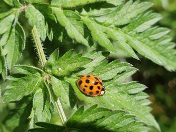 Close-up of ladybug on leaf