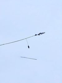 Low angle view of birds flying against clear sky