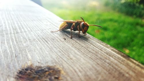 Close-up of insect on wooden table