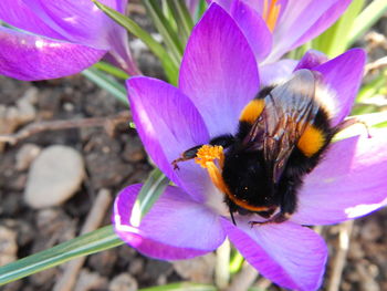 Close-up of bee pollinating on pink flower