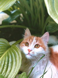 Close-up portrait of a cat