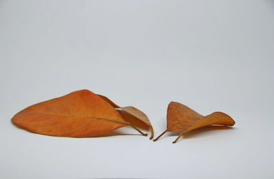 Close-up of dry leaves against white background