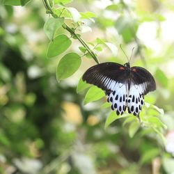 Close-up of butterfly on leaf