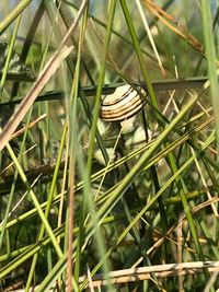 Close-up of snail on grass