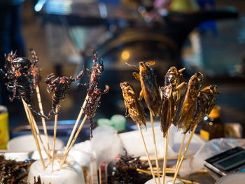 Close-up of fried cockroaches and scorpions on skewers for sale as snack in chinatown, bangkok, thailand