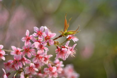 Close-up of pink flowering plant