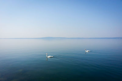 Swans swimming in lake against clear sky