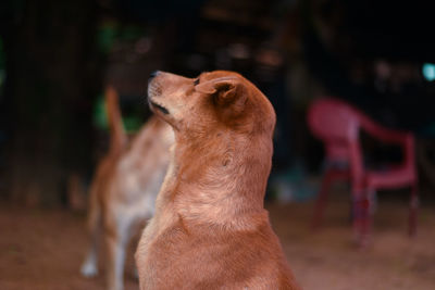 Close-up of a dog looking away