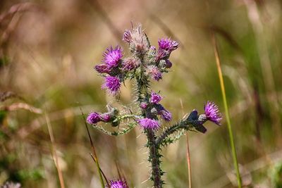 Close-up of purple flowering plant