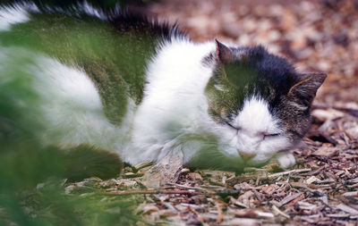 A cat with white and black spots sleeping peacefully outdoors