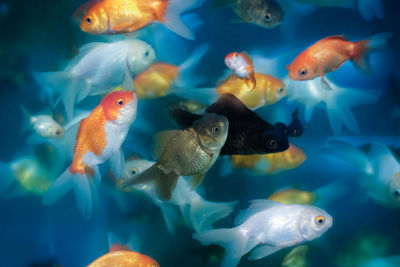 Fishes swimming in fishtank