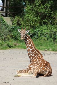 Close-up of giraffe