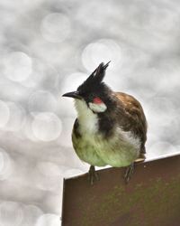 Chubby red-whiskered 