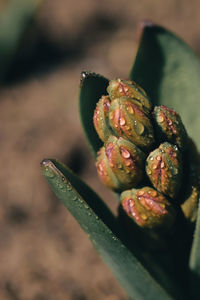 Close-up of plant