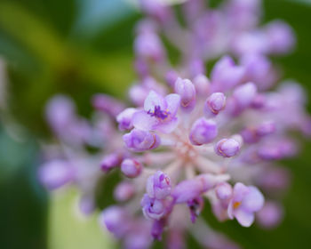 Close-up of purple flowering plant