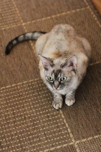 High angle portrait of cat relaxing on floor