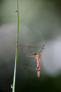 Close-up of insect on twig