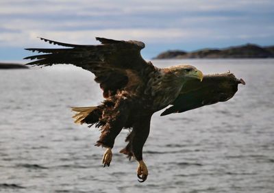 Close-up of eagle flying over sea against sky