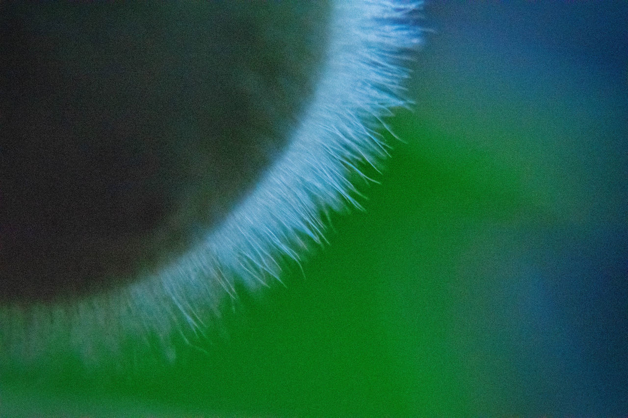 CLOSE-UP OF GREEN LEAF