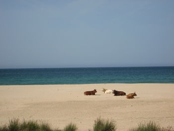 Cows sitting on sand at beach against clear sky