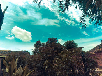 Low angle view of trees against sky