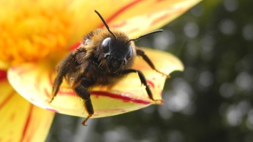 Close-up of bee pollinating on flower