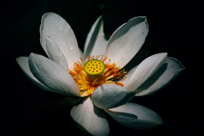 Close-up of flower blooming against black background