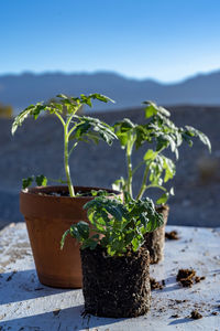 Table top view of gardening or potting bench with young tomato plants, clay pot, garden basket