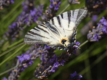 Close-up of butterfly on purple flower