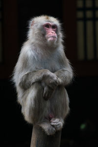 Japanese macaque in bogor zoo