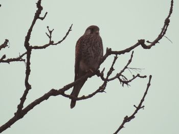 Low angle view of owl perching on bare tree against sky