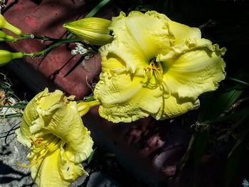 Close-up of yellow rose flower