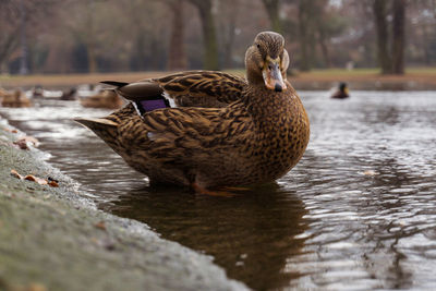 Close-up of ducks in lake