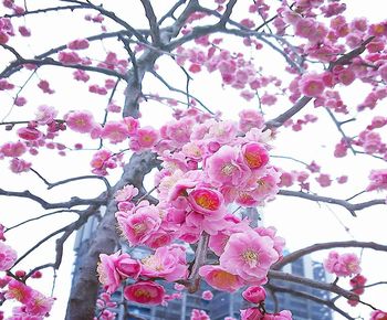 Low angle view of pink cherry blossom