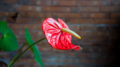 Close-up of red anthurium flower