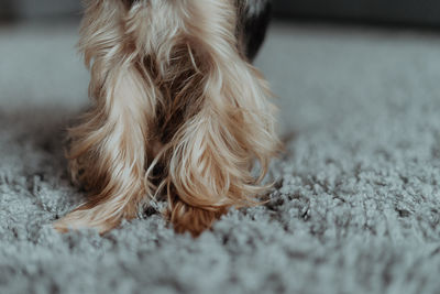 Close-up of a dog