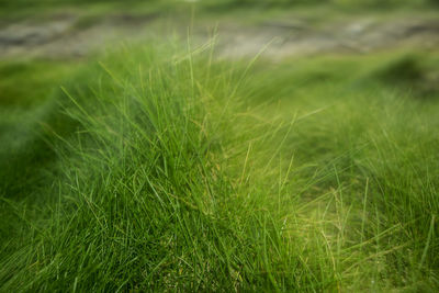 Close-up of wheat field