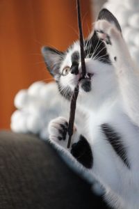 Close-up portrait of kitten