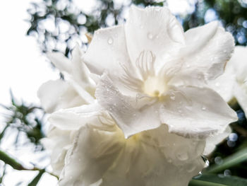 Close-up of white rose blooming outdoors