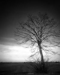 Close-up of tree by sea against sky