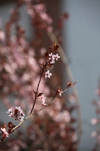 Close-up of flower buds