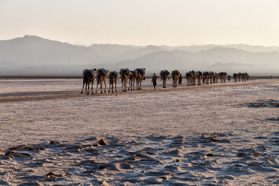 View of horses on beach