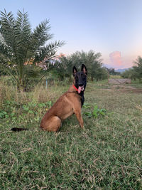 Dog sitting on a field