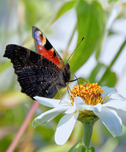 Close-up of butterfly pollinating on flower