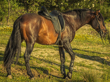 Horse standing on field