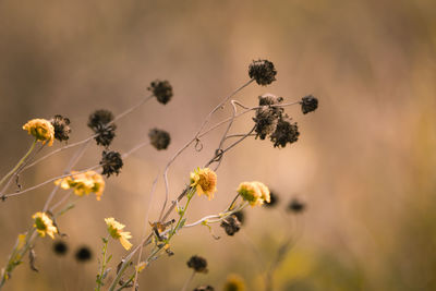 Close-up of yellow flowering plant on field