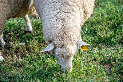 Sheep grazing on grassy land