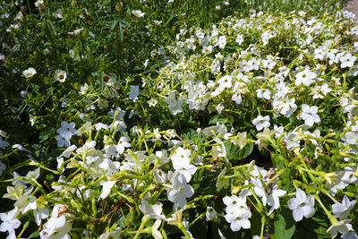 Close-up of white flowering plants
