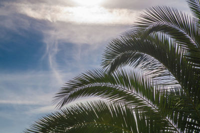 Close-up of palm tree against sky