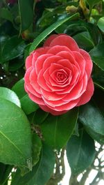 Close-up of pink rose